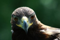 /album/vogels/img-5900-jpg/