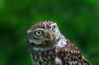 /album/vogels/img-5909-jpg/