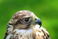 /album/vogels/img-5910-jpg/