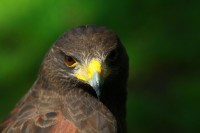 /album/vogels/img-5920-jpg/