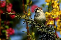 /album/vogels/mus-jpg/