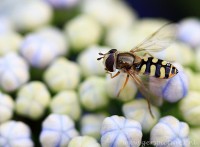 /album/incecten/img-6748b-jpg/