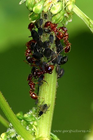 mieren die bladluizen melken 